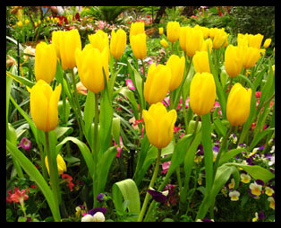 ทัวร์เชียงราย